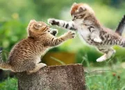 Quiz Connais-tu les chats sauvages ?
