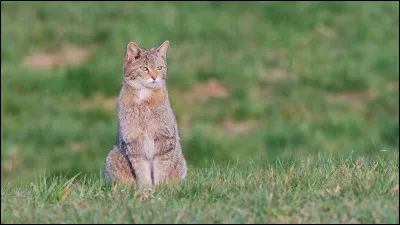 Les chats sauvages sont féroces et peuvent parfois attaquer les humains.