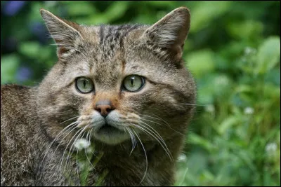 Vrai ou faux ? Les chats sauvages on le museau retroussé.