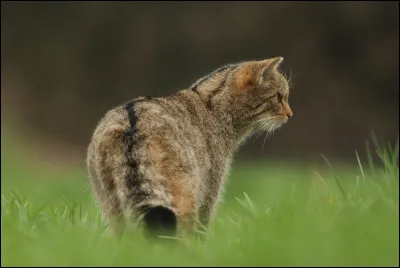 À quelle heure le chat sauvage commence-t-il à être actif ?