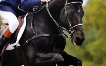 Quiz Equitation