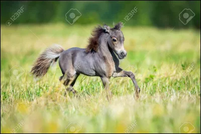Quelle a été la taille du plus petit cheval ?