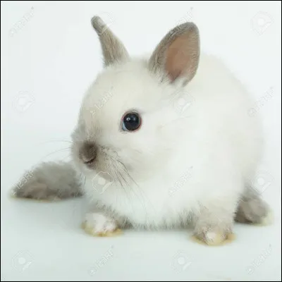 Aimes-tu les lapins ?