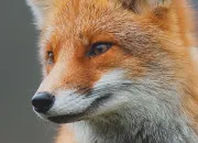 Quiz La faune franaise