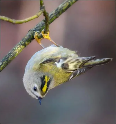 Quel est le nom de cet oiseau ?
