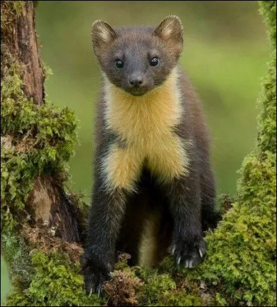 Comment appelle-t-on cet animal ?