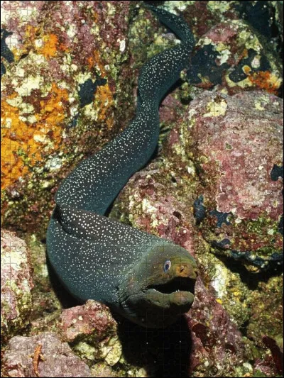 Quelles informations sont justes à propos de la Murène ?