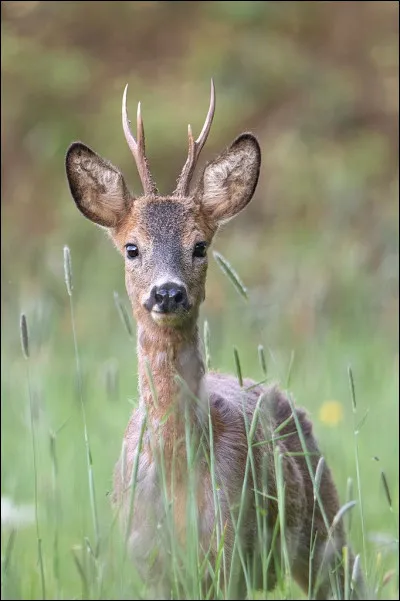Quel est cet animal ?