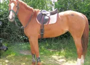 Quiz Galop2