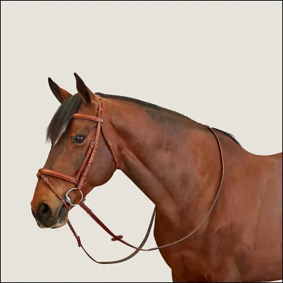 Le mors se place sur :