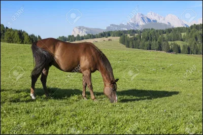 Peut-on aborder un cheval en passant par ses zones aveugles ?