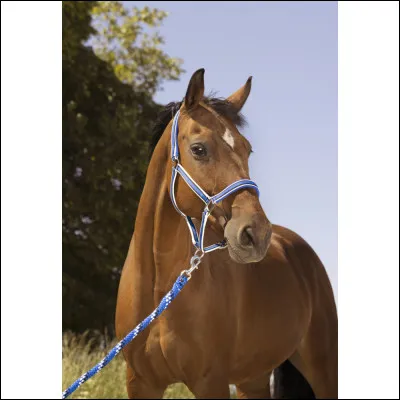 Où dois-je me placer pour mener mon cheval en main ?