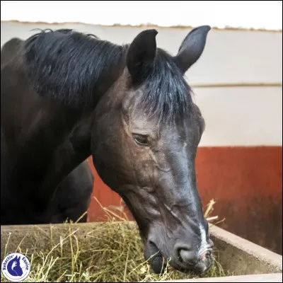 Que fait un cheval soumis quand le cheval dominant arrive vers lui pour s'approcher de la mangeoire ?