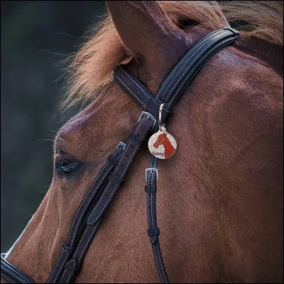 Les championnats de France sont :