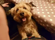 Quiz Quelle est la race de chien ? N2