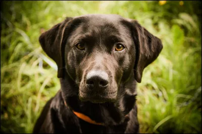 Quelle est cette race ?