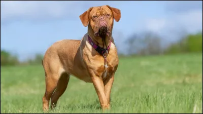 Quelle est cette race ?