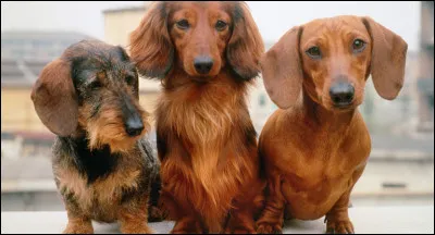 Quelle est cette race ?