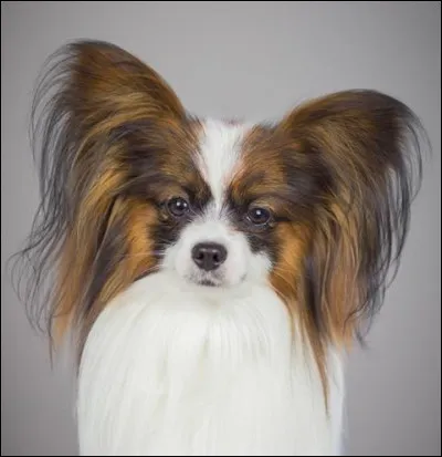 Quelle est cette race ?