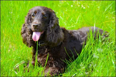 Quelle est cette race ?