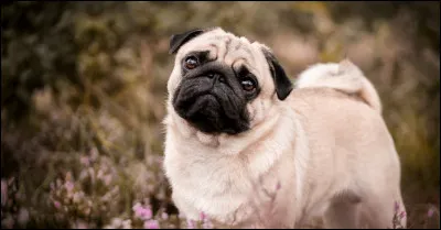 Quelle est cette race ?