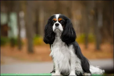 Quelle est cette race ?