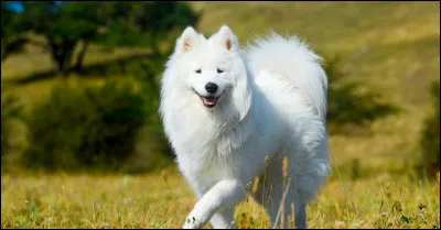 Quelle est cette race ?