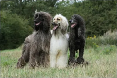 Quelle est cette race ?