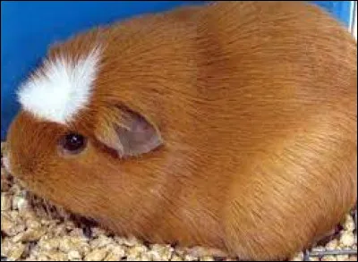 Aimes-tu essayer des mods Minecraft ?