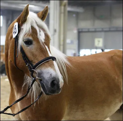 Un haflinger est un...