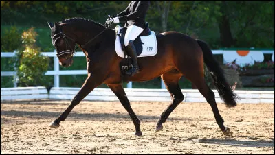 Quelles race excellent en dressage ?
