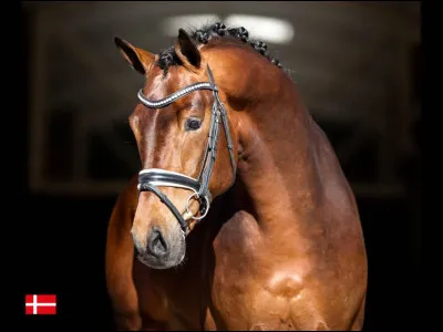 La race hollandaise sang chaud existe-t-elle ?