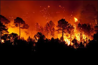 Où Katniss s'est-elle brûlée pendant l'incendie ?