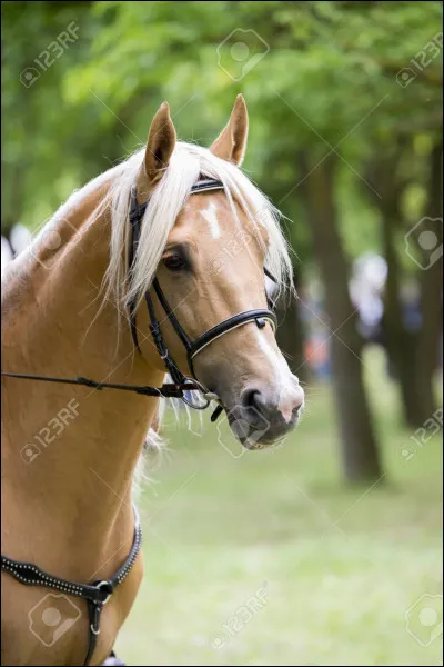 Quel cheval préfères-tu au club ?