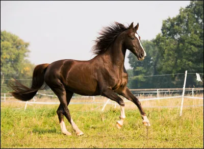 Arrives-tu facilement à partir au galop ?