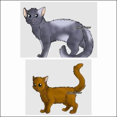 De quels chatons est composée la seconde portée ?