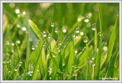 Quel est l'tat de la rose ?