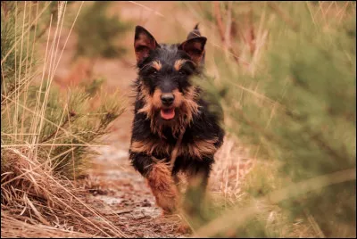 Quelle est cette race ?