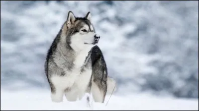 Quelle est cette race ?