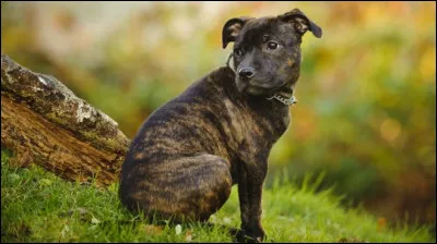 Quelle est cette race ?