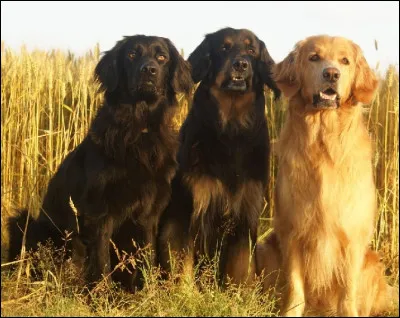 Quelle est cette race ?