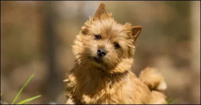 Quelle est cette race ?