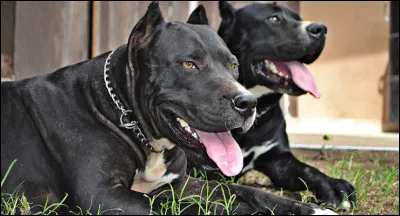 Quelle est cette race ?