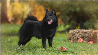 Quelle est cette race ?