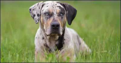 Quelle est cette race ?