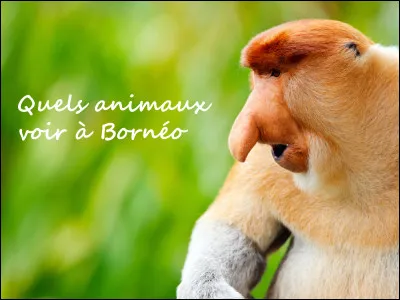 Qui fut chargé de donner un nom aux animaux ?