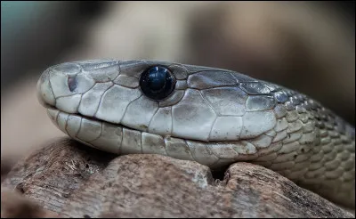 Dans le jardin d'Eden, quel animal était doué de parole ?