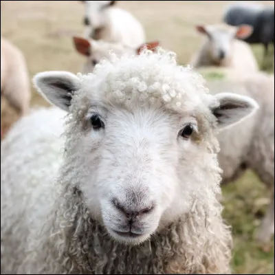Quels étaient les métiers de Caïn et Abel ?