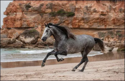 Quelle est la robe de ce cheval ?