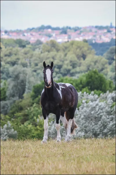Quel est le diamètre d'une volte ?